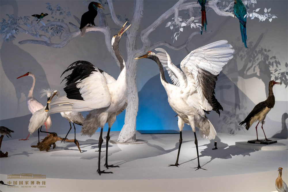 丹顶鹤。中国国家博物馆供图