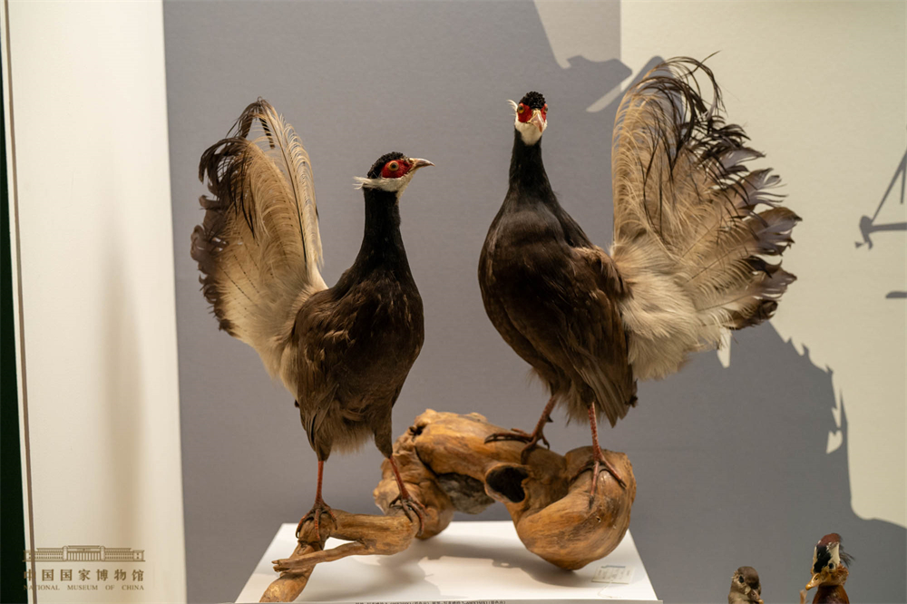 褐马鸡。中国国家博物馆供图