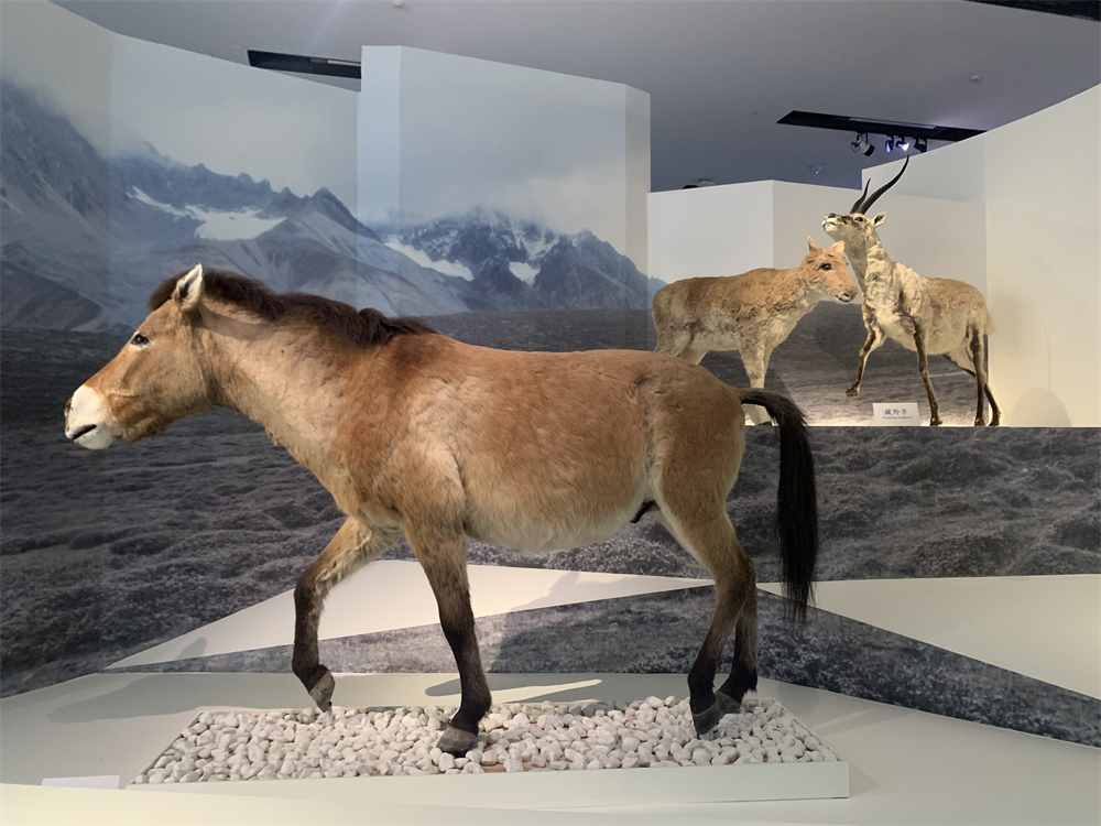 普氏野马。人民网记者 韦衍行摄