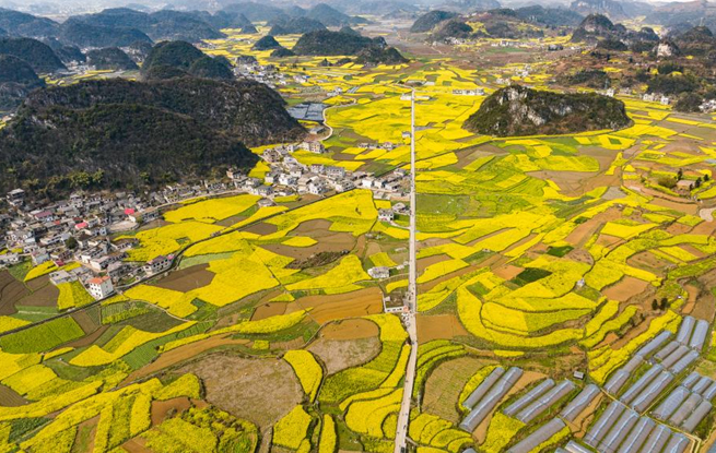 贵州：油菜花海绽春光