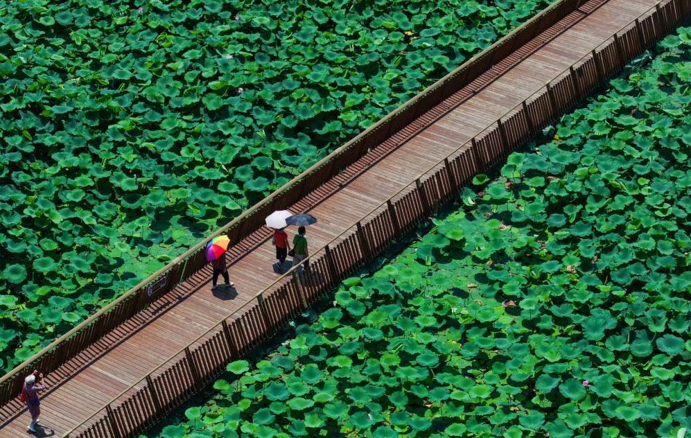 玄武湖畔赏荷乐