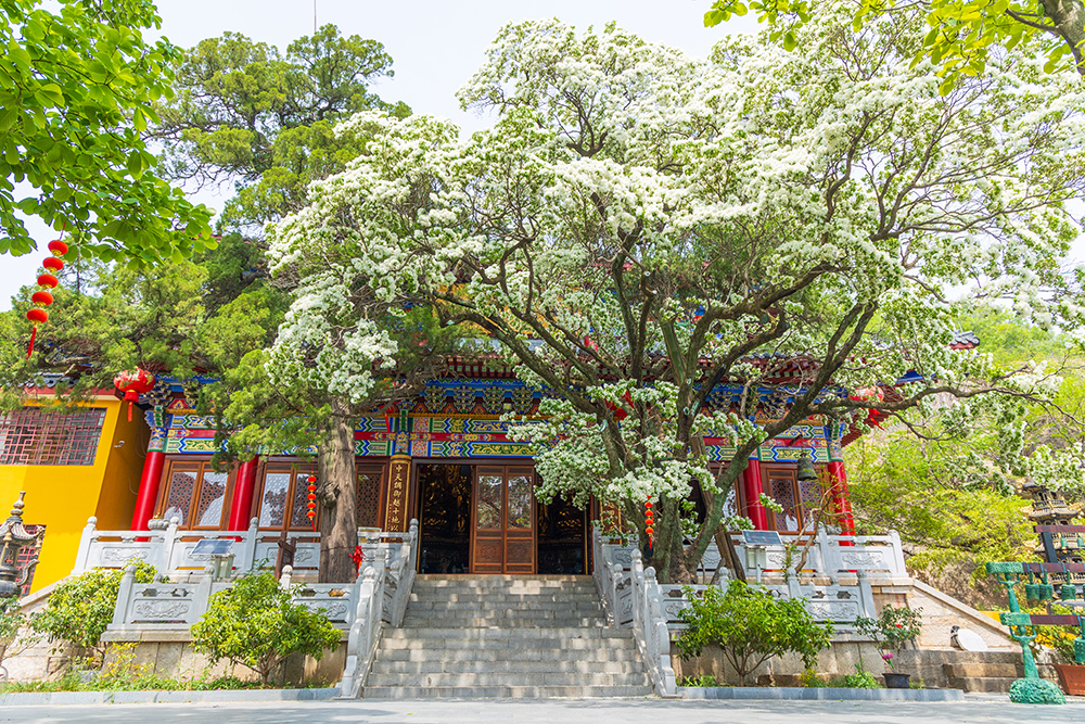 江苏省孔望山摩崖造像·古流苏。国家文物局供图