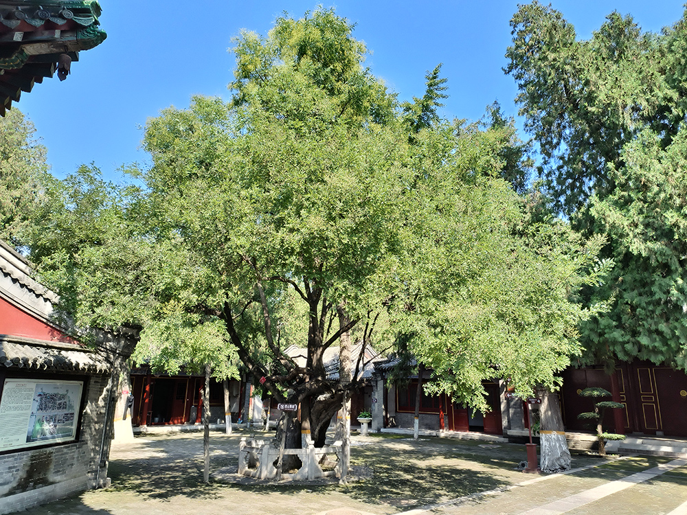 河北省定州文庙·东坡双槐(龙槐)。国家文物局供图