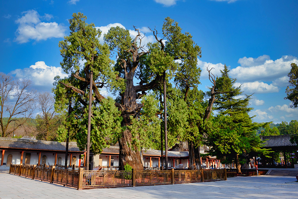 陕西省黄帝陵·黄帝手植柏、保生柏(图为手植柏)。国家文物局供图