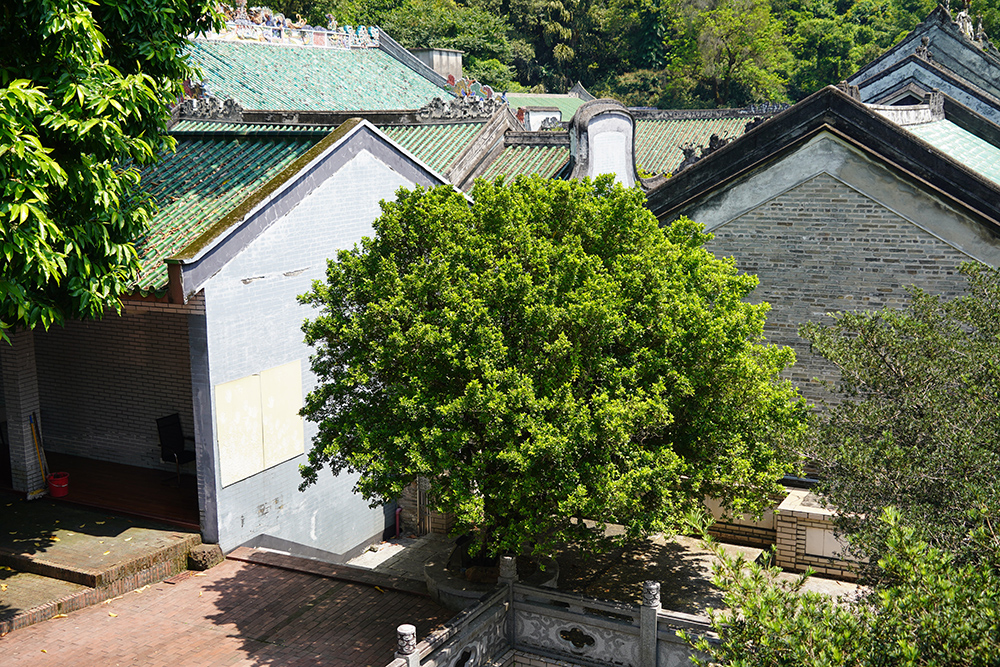 广东省冲虚古观·古九里香。国家文物局供图
