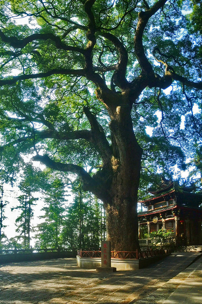 福建省清水寺·枝枝朝北(古樟树)。国家文物局供图