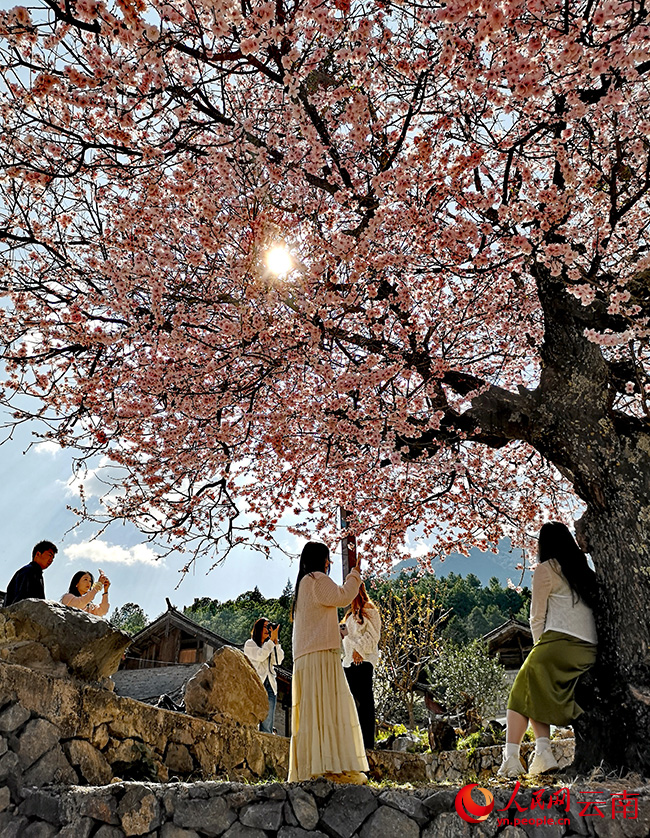 游客在云南丽江市玉龙县白沙镇玉龙村桃花盛开的桃树下拍照打卡。和俭摄
