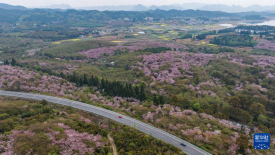 清镇市红枫湖镇右二村旁的道路与花海相映（4月5日摄，无人机照片）。