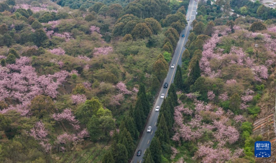 游客驱车前来清镇市红枫湖镇右二村踏青游玩（4月5日摄，无人机照片）。
