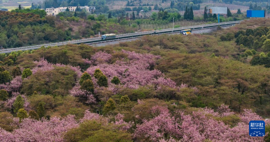 清镇市红枫湖镇右二村旁的道路与花海相映（4月5日摄，无人机照片）。