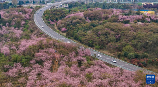 清镇市红枫湖镇右二村旁的道路与花海相映（4月5日摄，无人机照片）。