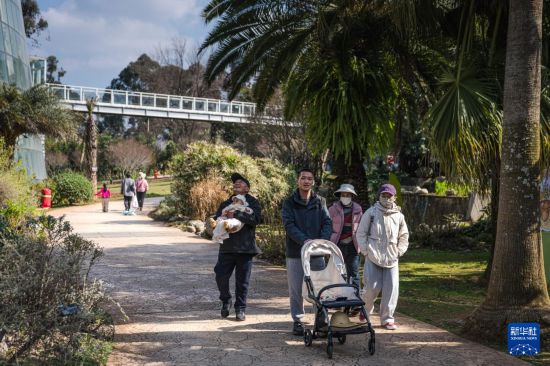 1月10日，市民在昆明植物园内观光休闲。
