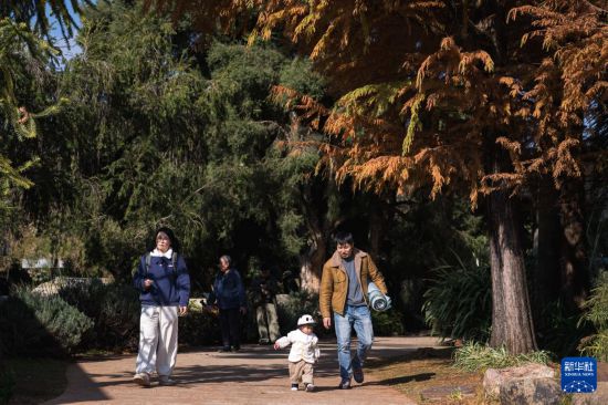 1月10日，市民在昆明植物园内观光休闲。