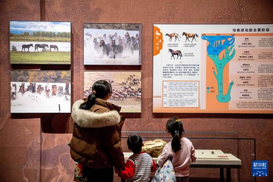 参观者在内蒙古博物院观看“马舞新春——丙午马年全球生肖文化联展”（2月7日摄）。